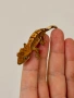 Ресничест гекон (Correlophus Ciliatus), снимка 3