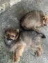 Продавам мини померанчета 🐾, снимка 3