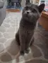 Британска женска котка, снимка 7