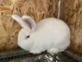 Продавам  Зайци, снимка 2