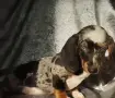  всички породи кученца, снимка 4