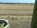 Продавам Бали просо реколта 2026, снимка 3