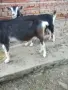 Свободни млади млечни кози , снимка 4