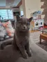 Британска женска котка, снимка 13