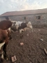 Majki mesodaini teleta 5 evro jivo teglo 3 broq mejdo 250 i 300 kg, снимка 4
