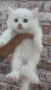 Ангорска котка, снимка 3