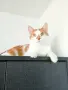 Прекрасният котарак Юлиян търси дом( г. Пловдив), снимка 1