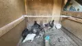 Пилета великденска носачка , снимка 4