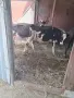 3 женски 1 мъжко породисти, снимка 11