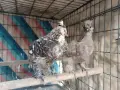 Мини кокошки декорация, снимка 1