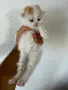 Домашно Ангорско Котенце + Доставка 50 евро, снимка 16