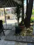 Продавам палма Юка / Yucca, 25 годишна, 1.7 м. височина, снимка 5