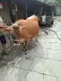 Юница "Джерсе". , снимка 14