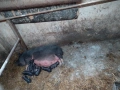 Продавам виетнамски прасенца , снимка 2