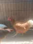 Кокошки снасящи, снимка 1