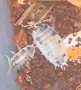 Изоподи Porcellio laevis Dairy Cow (Екзотични домашни любимци / Чистачи), снимка 3