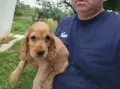 Кокер Шпаньол - , снимка 4