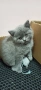 Котенца, снимка 5