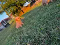 Чистокръвни ваксинирани Голдън Ретривър кученца , снимка 2