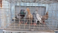 Продавам гълъби Типлери и Пазарджишки, снимка 3