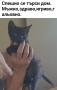 Мъжко котенце, снимка 1
