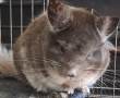 Продавам мъжка чинчила, снимка 3