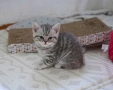 Британска късокосместа, снимка 5
