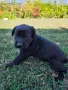 🐶 Подаряват се 6 прекрасни кученца., снимка 2