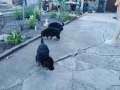 Свободни 3 мъжки НОК, снимка 8