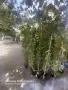 Лози в контейнер, снимка 3