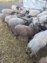 23 броя овце от месодайни породи , снимка 8