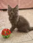 котенца Мейн Куун, снимка 2