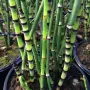 Equisetum Hiemale – Хвощ, Конска Опашка, снимка 3