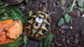 Костенурка , Testudo Hermanni Boettgeri, снимка 3