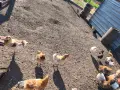 Млади Кокошки, вече снасящи., снимка 5
