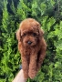 Мини пудел Момиче / Mini Poodle Girl, снимка 2