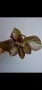 Еписция, episcia Jim's rose garden, снимка 1