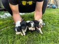 Продавам кученца , снимка 7