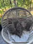 Британски / шотландски котенца , снимка 7