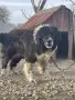 Каракачански кученца, снимка 2