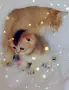 Шотландско мъжко Скоттиш Фолд. , снимка 7