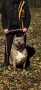 American Bully XL, снимка 1