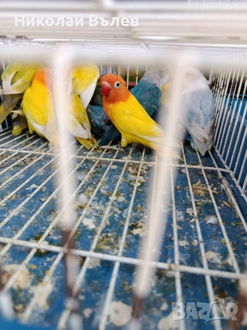 Неразделки , снимка 6 - Папагали - 54333354