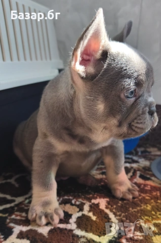 Френско булдоче Лилак тан ( флъфи ген), снимка 2 - Френски булдог - 53719888