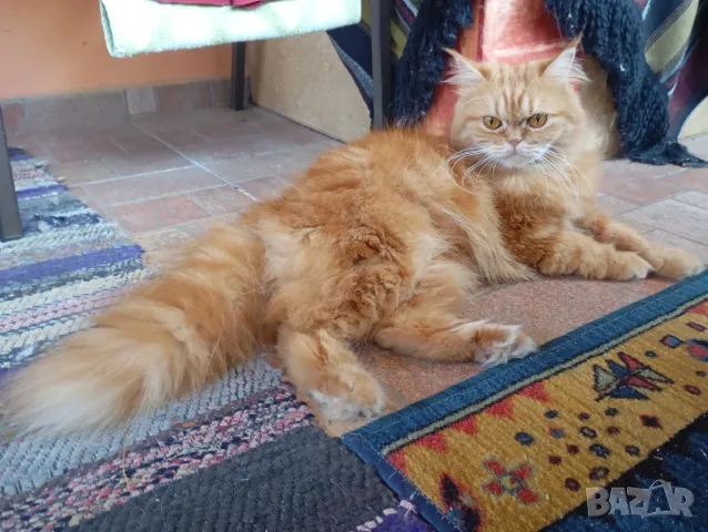 Котката ТЪРСИ Риж, дългокосмест котарак за партньор 🐾 , снимка 7 - Търси партньор - 55337479