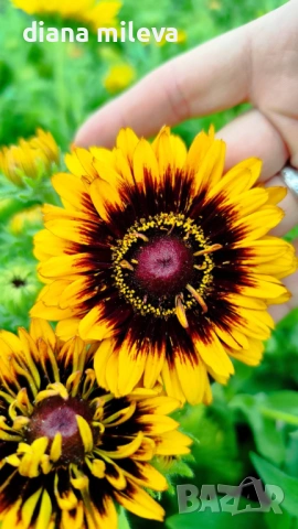 Рудбекия, Rudbeckia hirta pawnee spirit gold black eye, снимка 2 - Градински цветя и растения - 54887629