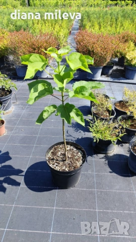 Каталпа, Catalpa bignonioides, снимка 7 - Градински цветя и растения - 54894868