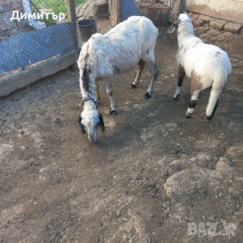 2 овци 2агнета и 2кози, снимка 2 - Овце - 54714211