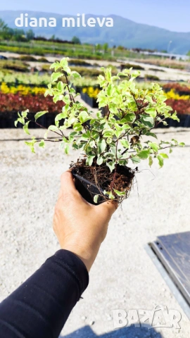 Питоспорум, Pittosporum Tenuifolium Variegatum, снимка 8 - Градински цветя и растения - 54372175