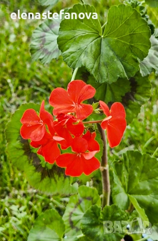 Комплект от три пеларгонии (мушката), снимка 5 - Стайни растения - 54811390